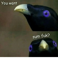 MemeMeister