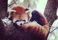 Redpanda