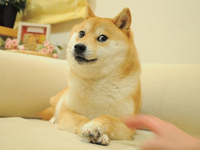 kouwdoy