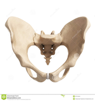 Tontoelquelolea