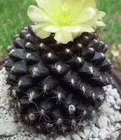 cactus with no stick