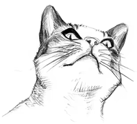 thecatsrise