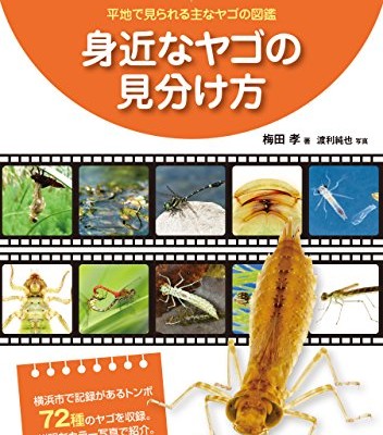 身近なヤゴの見分け方 平地で見られる主なヤゴの図鑑 身近なヤゴの見分け方 平地で見られる主なヤゴの図鑑 Raw Zip Others